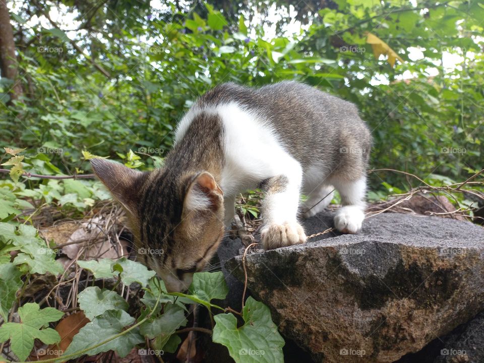 The cute kitten is in the grass garden