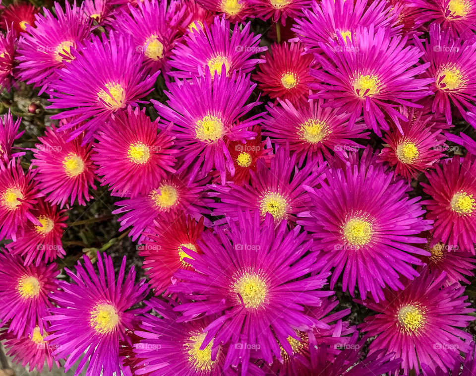 Many bright, hot pink trailing ice plant flowers with yellow centres