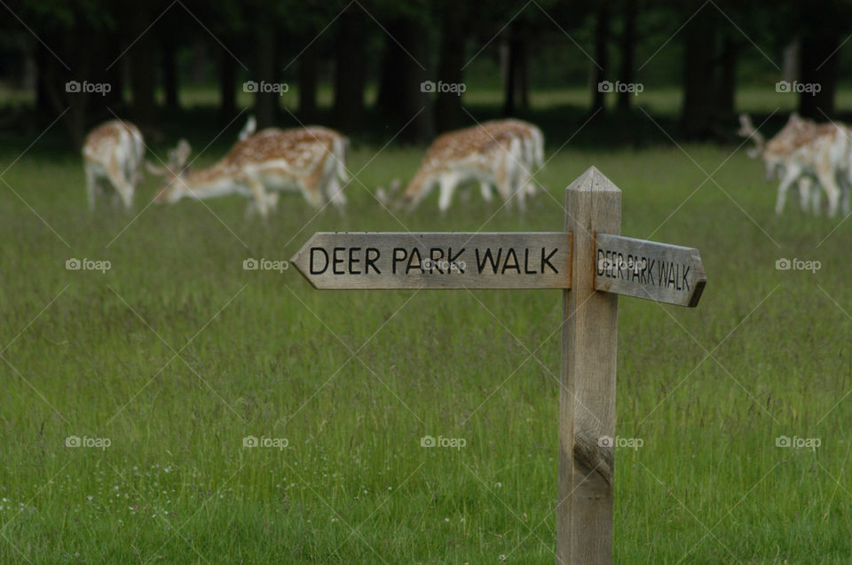 park walk deer shropshire by stevephot