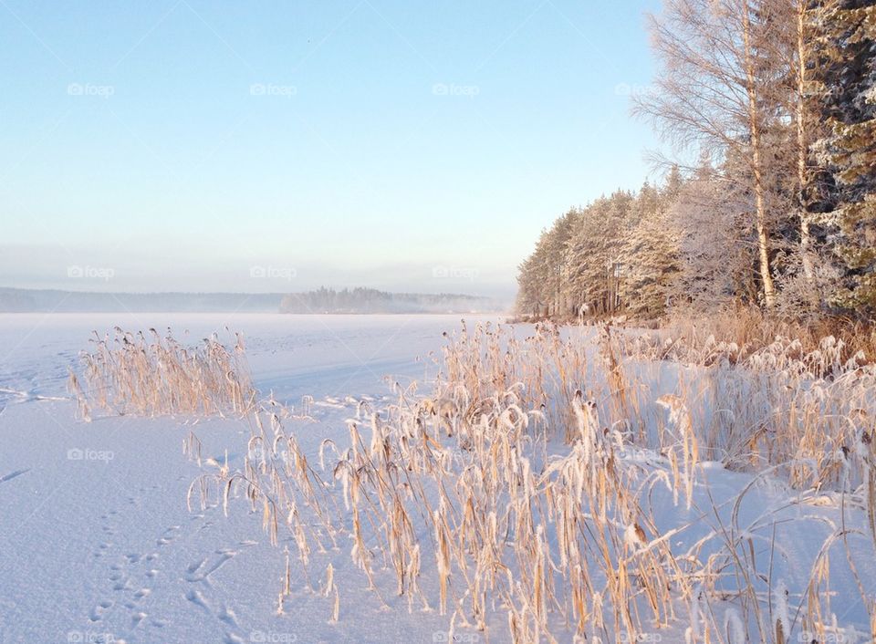 Winter beauty