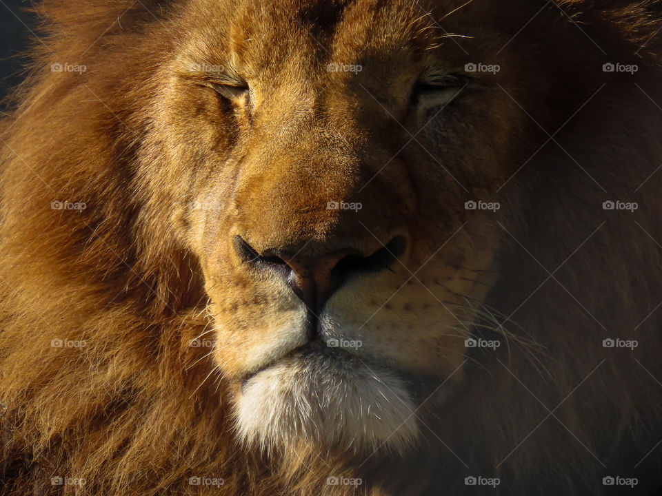 Lion closeup 