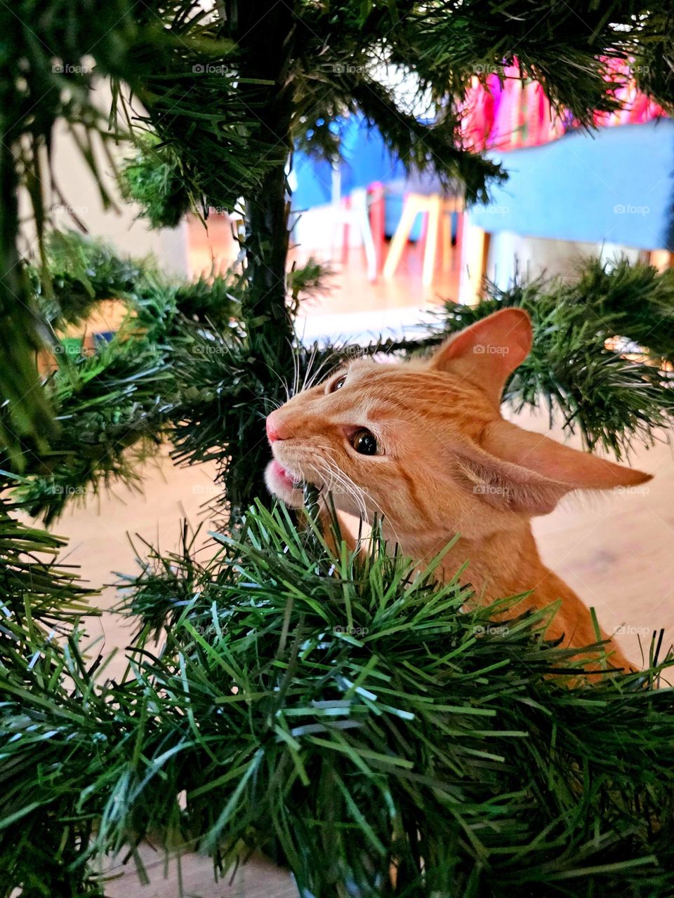 What's he doing there? Great question! Tango was trying out the Christmas tree. He was only a kitten then.