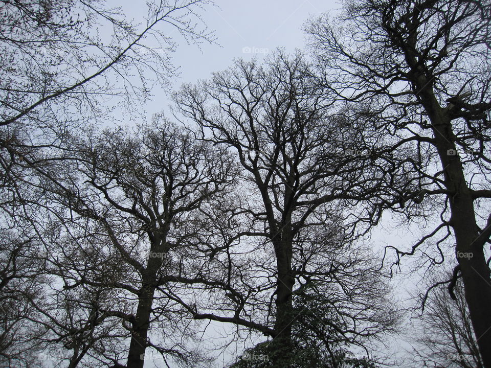 Tree, Wood, Branch, Trunk, Landscape