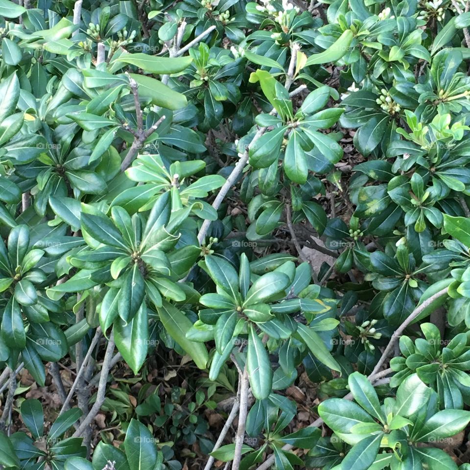 Garden: Hong Kong (Patterns)