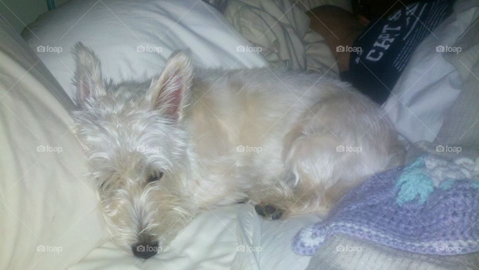 Sleeping Scottish Terrier