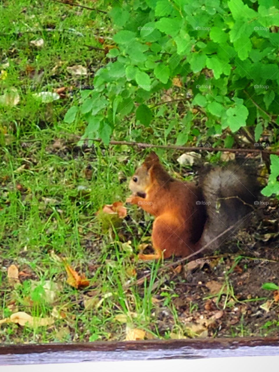 A little squirrel sits on green grass under a green bush and eats