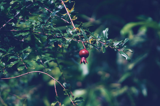 Pomegranate fruit - shiny