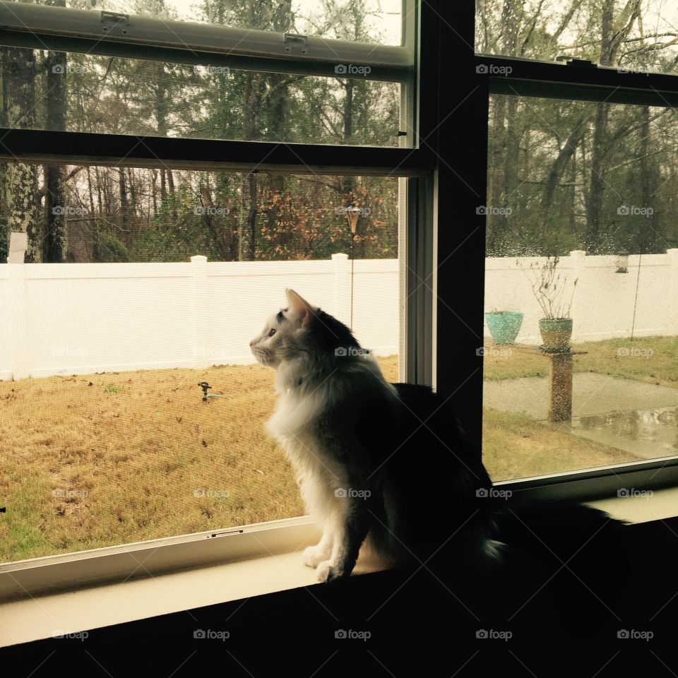 Window, Cat, Mammal, Dog, Portrait