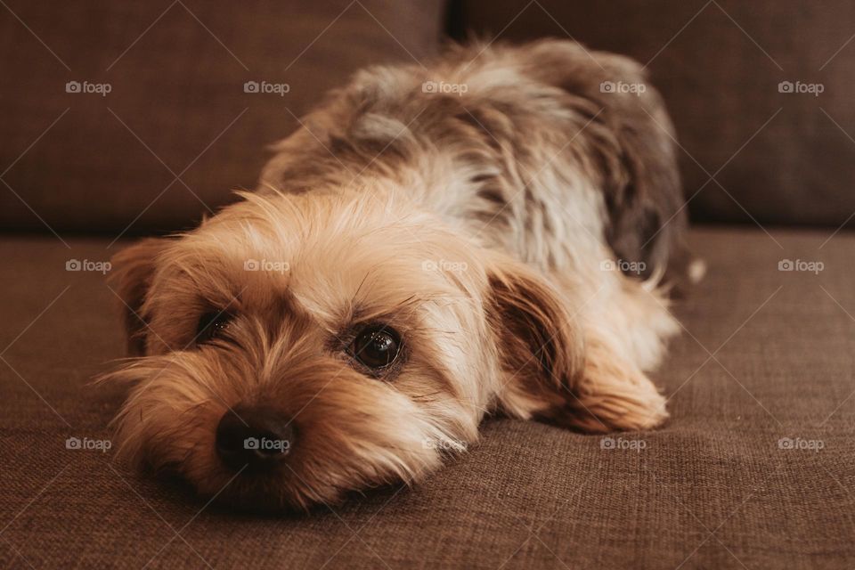 Yorkshire Terrier - Name: Sclipi - he likes photo shooting