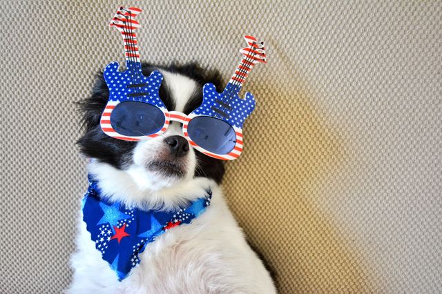 Patriot doggy