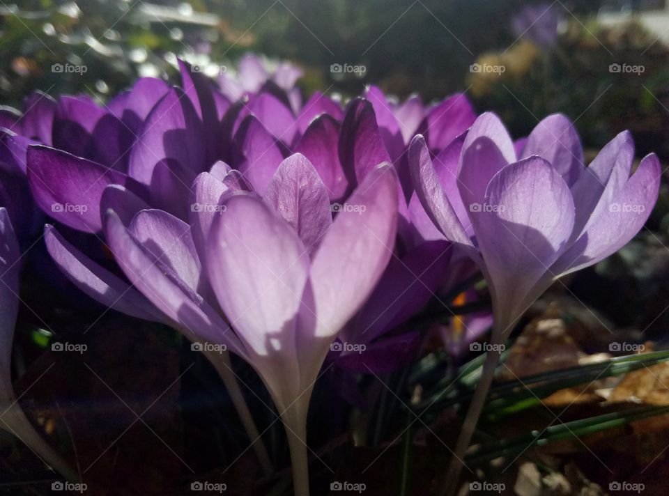 crocus flowers in the garden