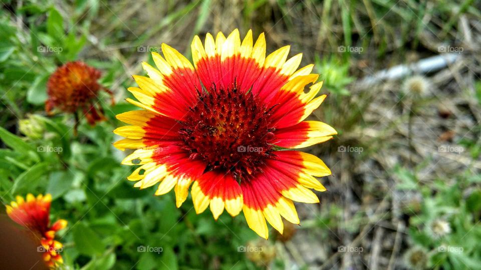 Radiant Sun Flower