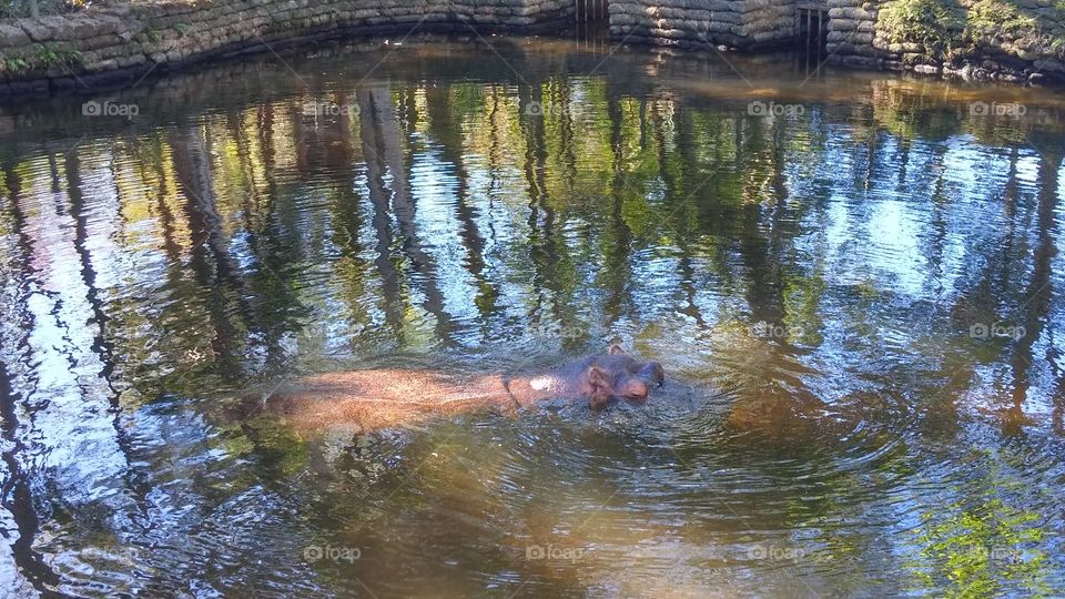 Hippo