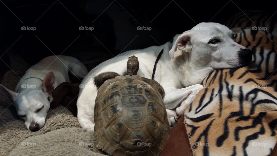 tortoise hangs out with dogs