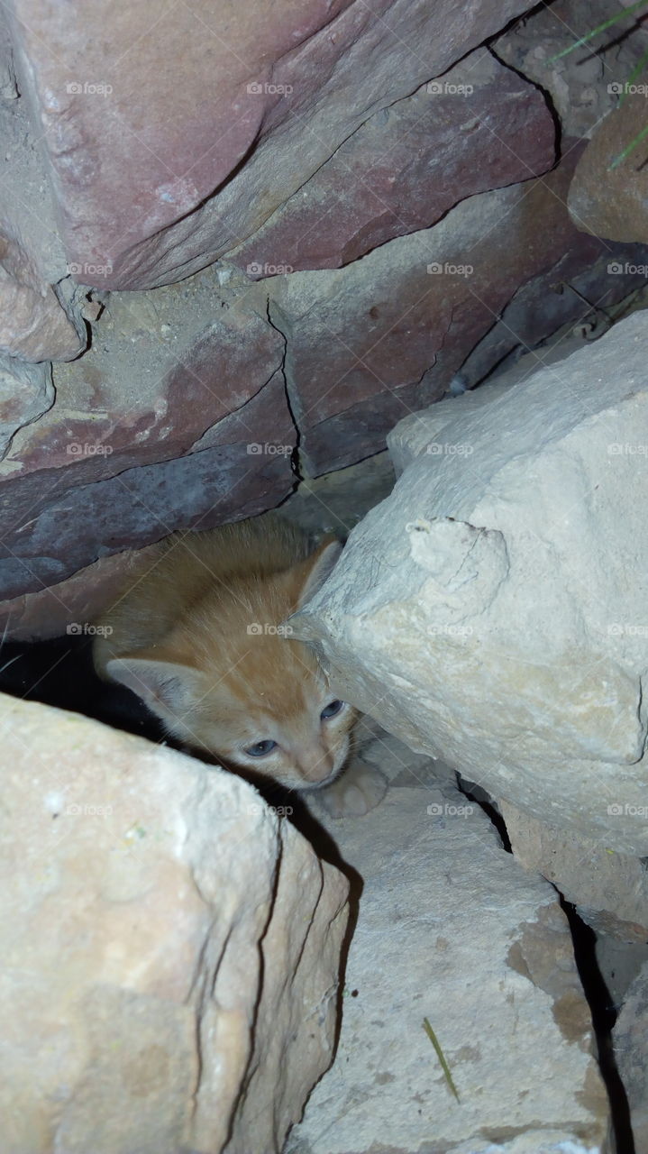 High angle view of kitten in rocks