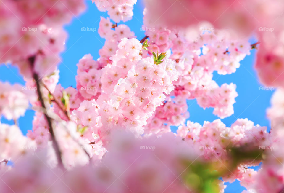 Beautiful pick cherry blossoms 