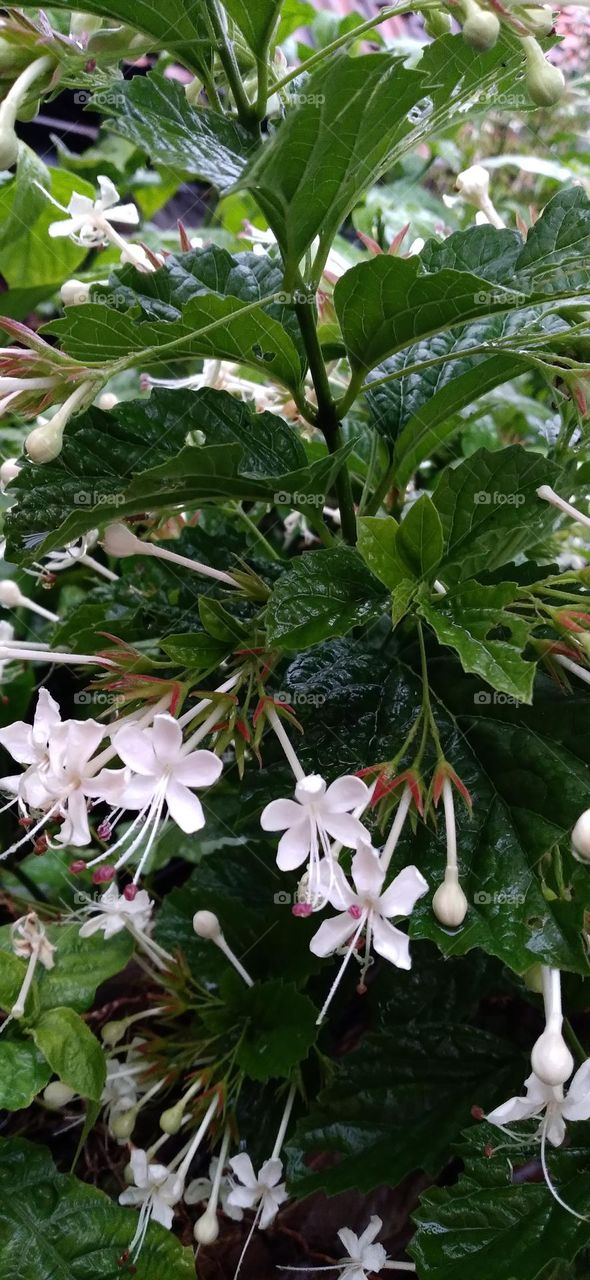 Jasmine plants include the jasmine tribe or Oleaceae. The types of jasmine include: Jasminum elongatum