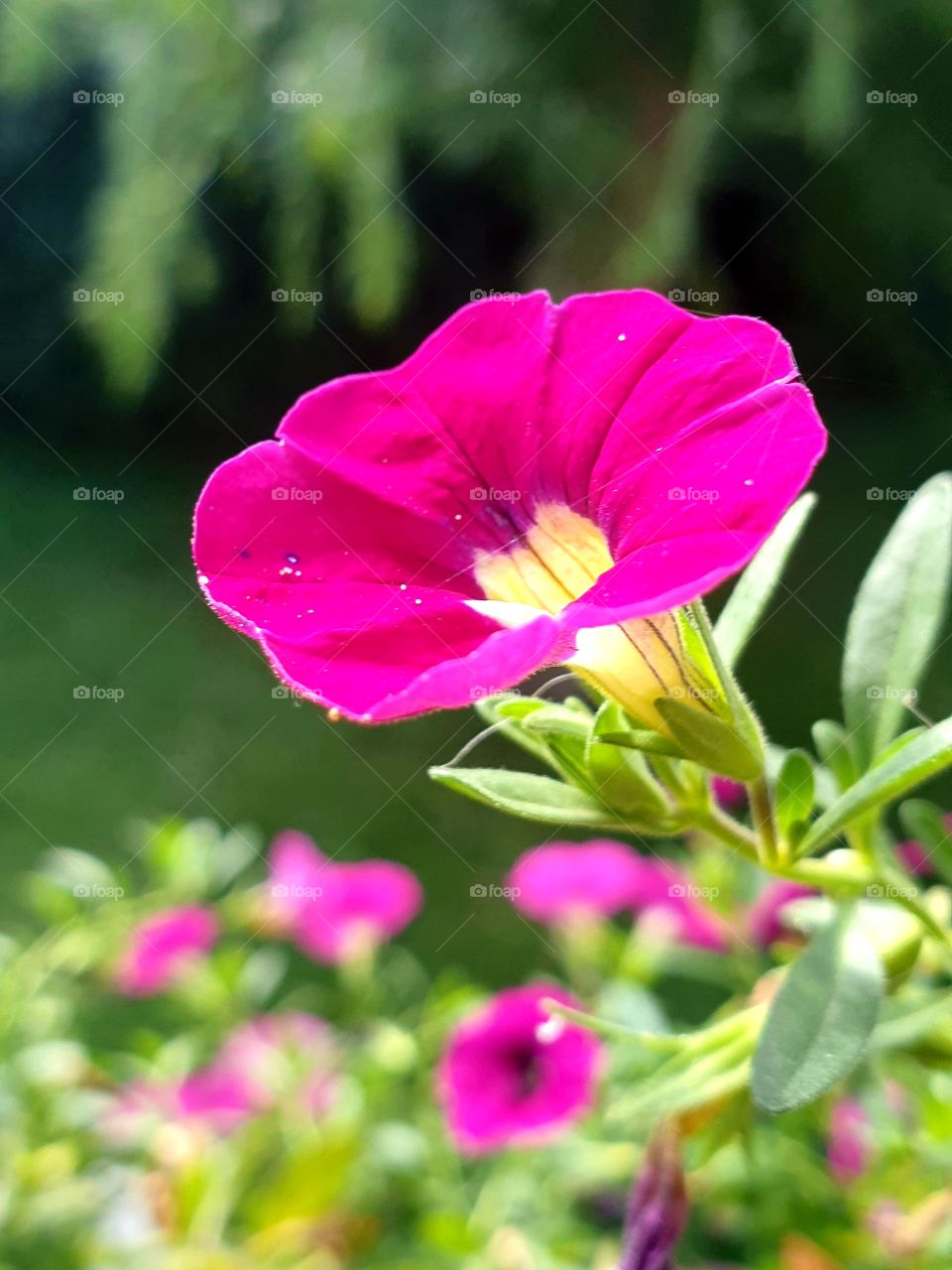 immer noch Freude auf dem Balkon