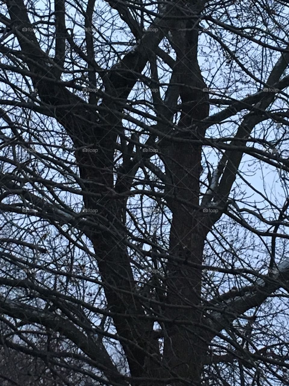 Where oh where is our sunshine? Still cloudy and cold but no more snow today.   