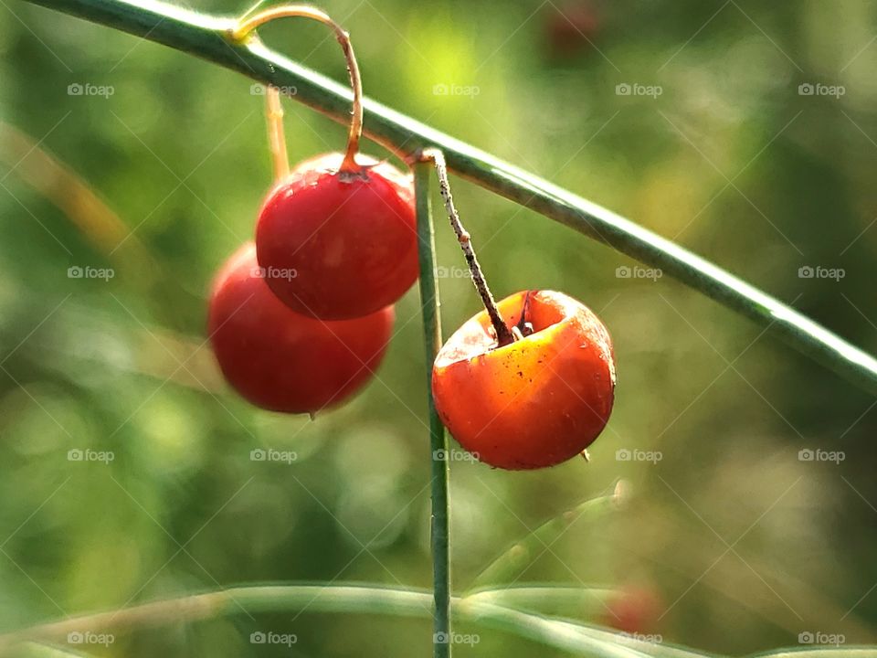 Asparagus plant red berries illuminated by golden sunlight at sunset.