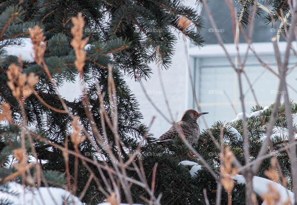 Bird on a spruce bough