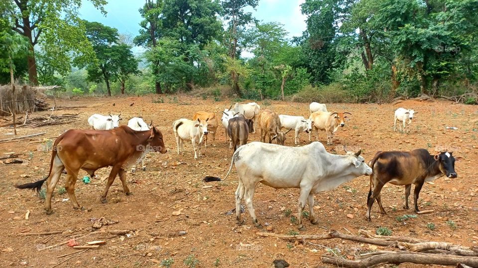 bulls standing together in a herd