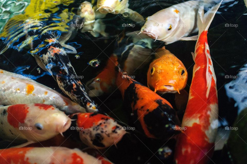 Some temple fish poke their heads up for some food, but all they got was a portrait. 