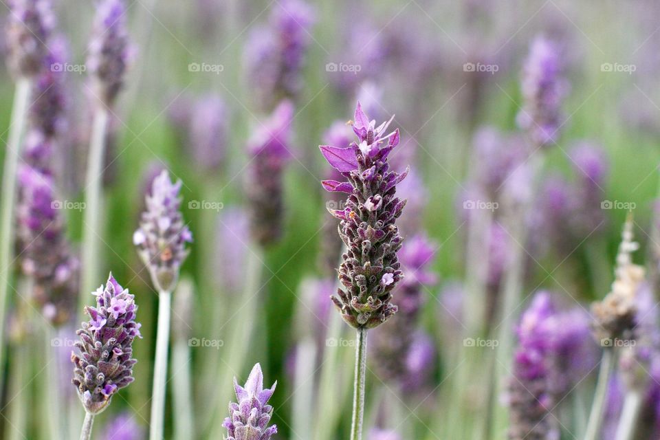 portrait of a plant