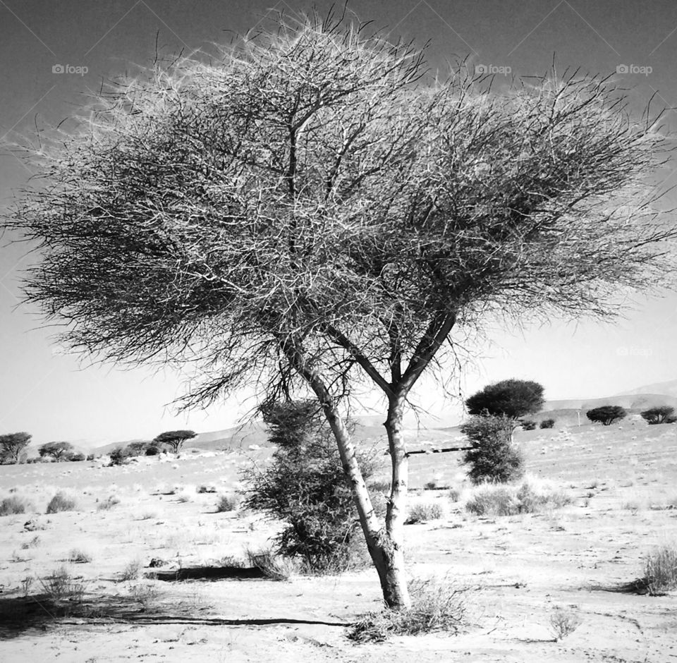 Desert Tree