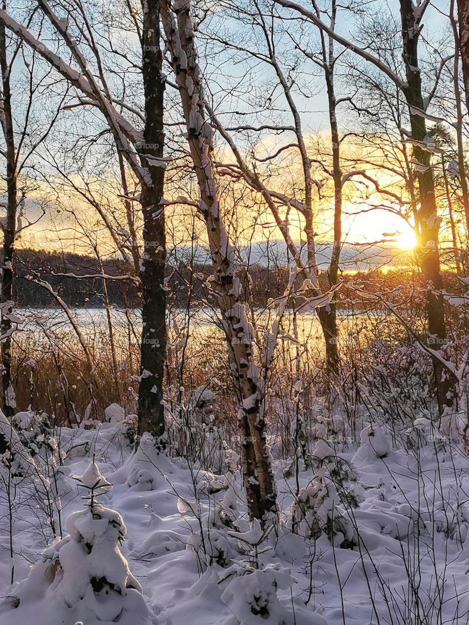 Sunset in winter forrest