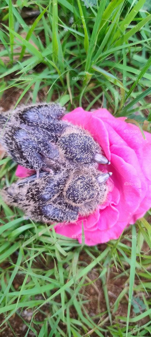 little bird in the colorful nest