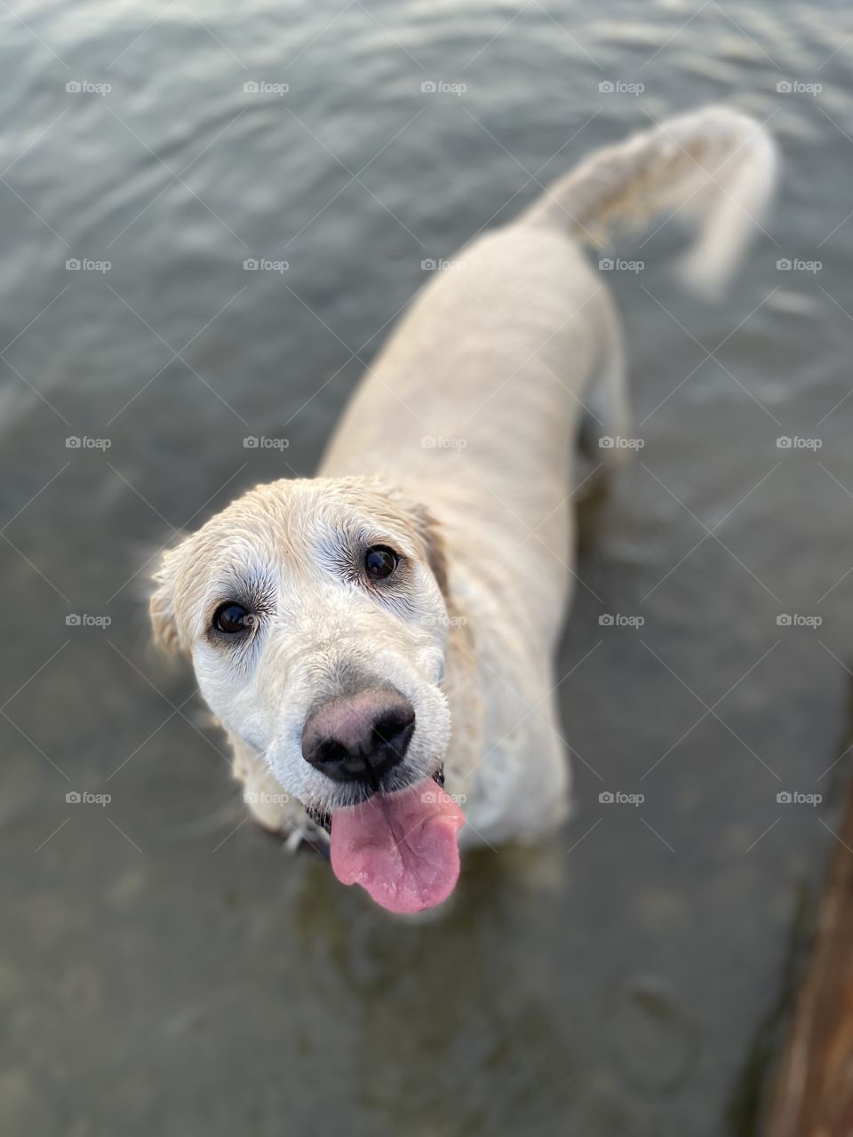 Happy Golden Retriever Swimming in the River 