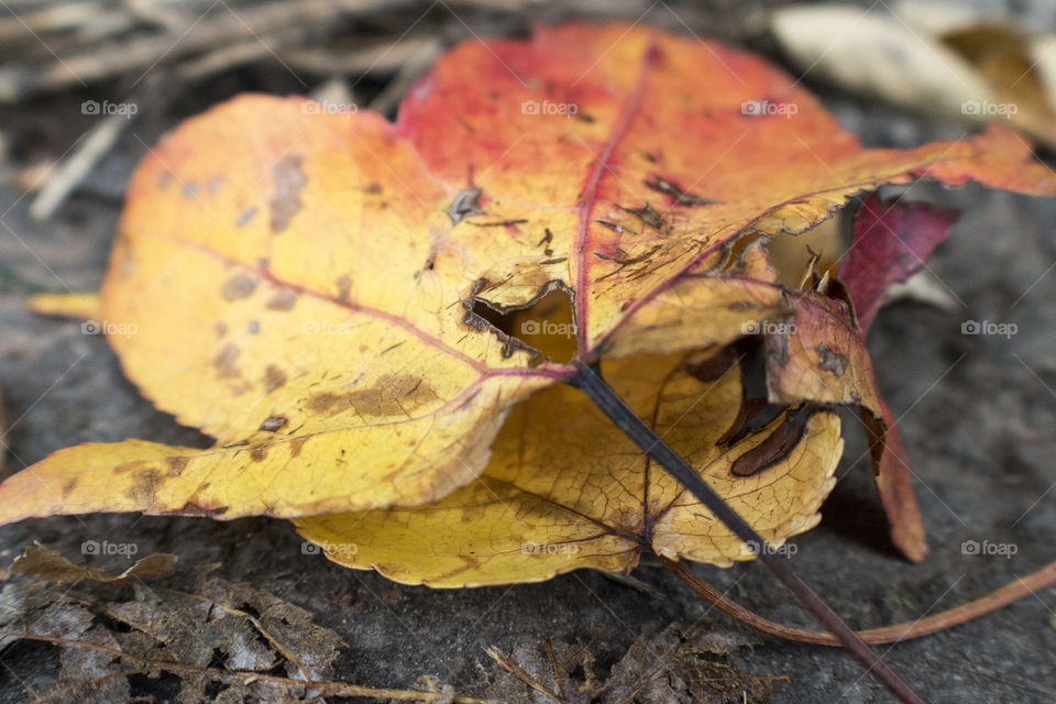 Autumn leaves