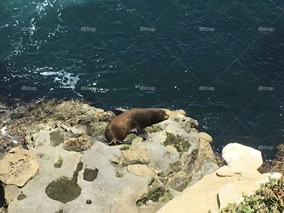 Tired sea lion rest on rocks.