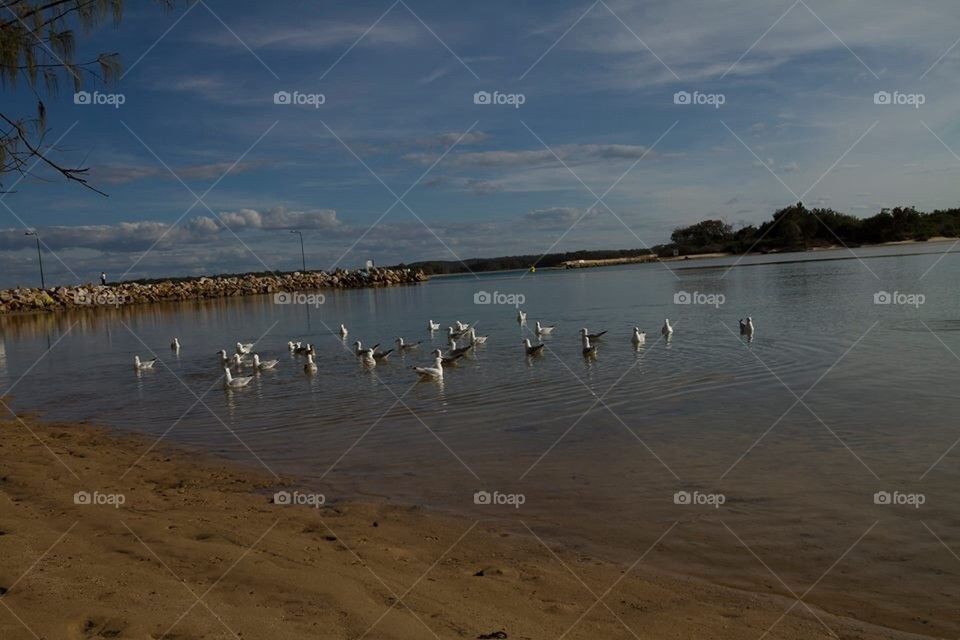 Seagulls in the bay