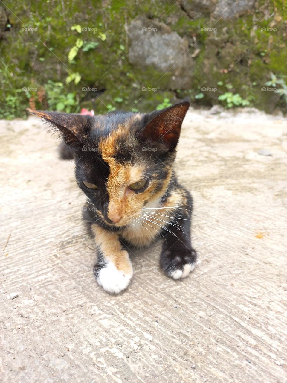 Striped cat with three beautiful colors