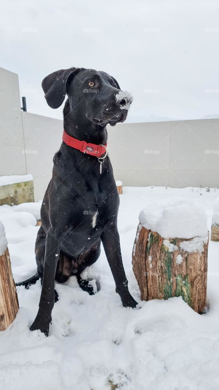 A black dog sitting in the snow with its nose full of snow.