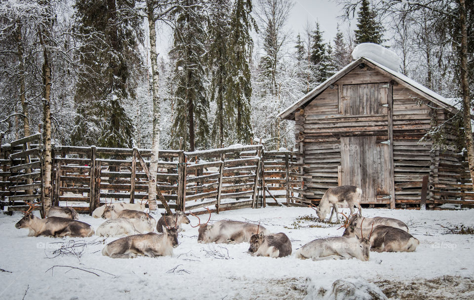 Group of animals resting on snowy landscape