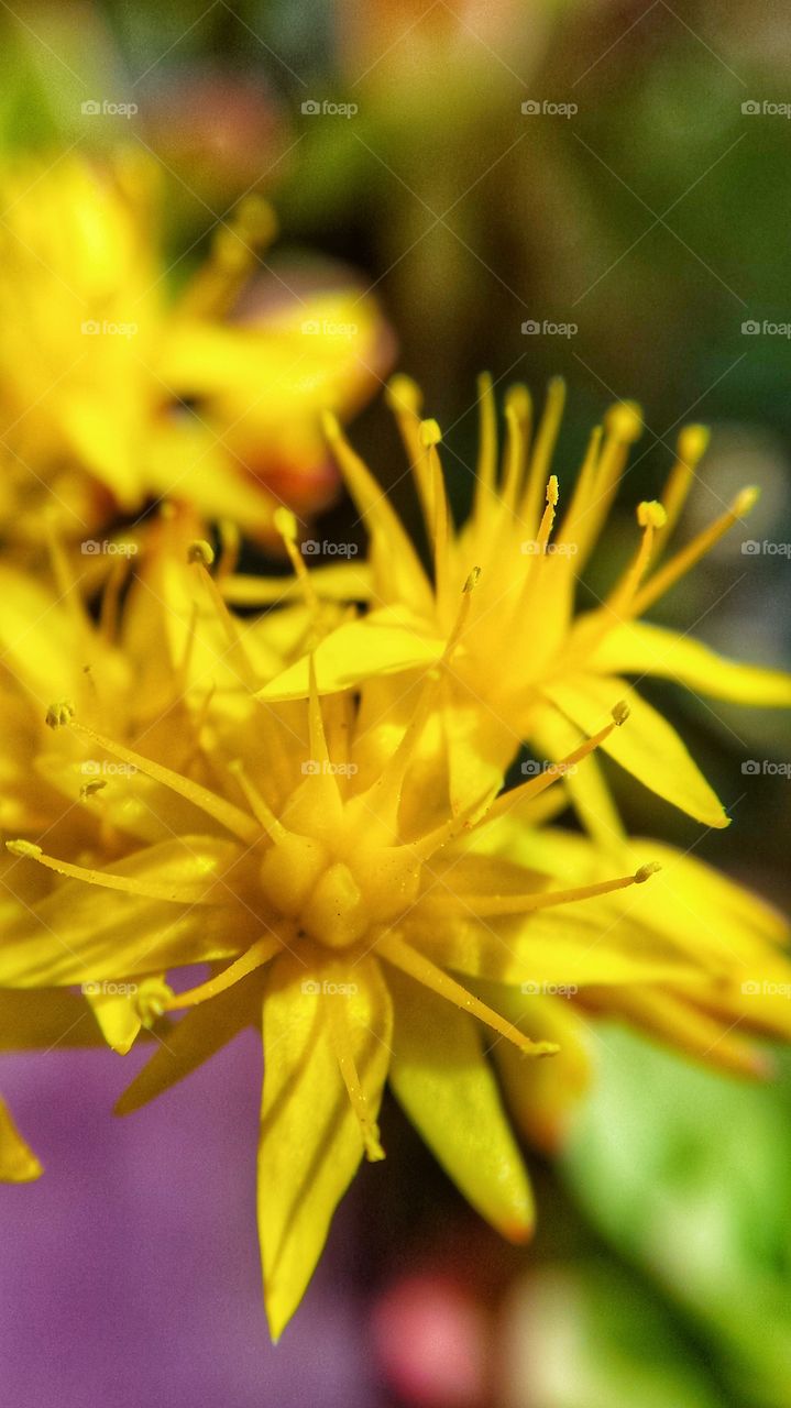 Yellow flowers in nature