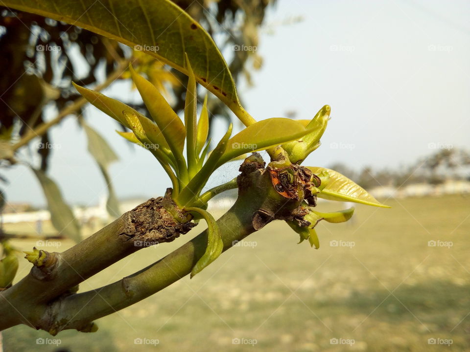 New Leaves of Mango tree