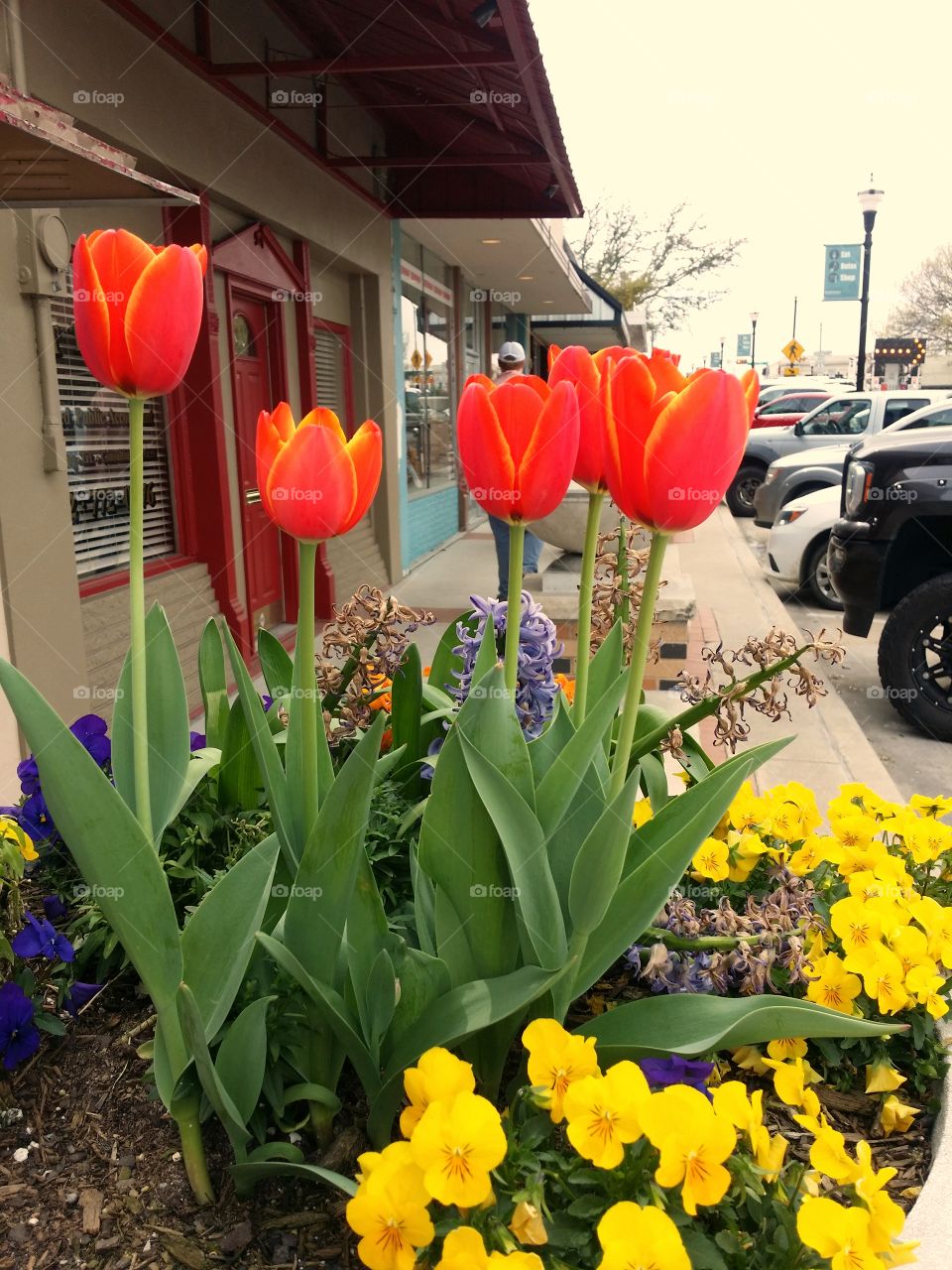 Flower pots with orange and yellow tulips and other flowers in an urban area with cars sidewalk and shops downtown Rockwall Texas