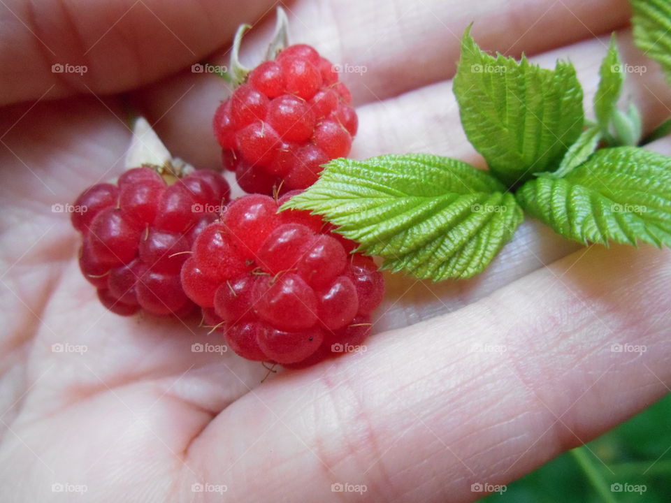 red ripe raspberry and green leaf in the hand summer time