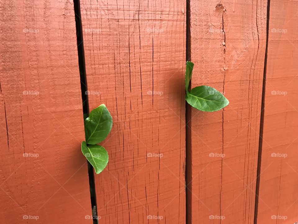 Fence with Leaves