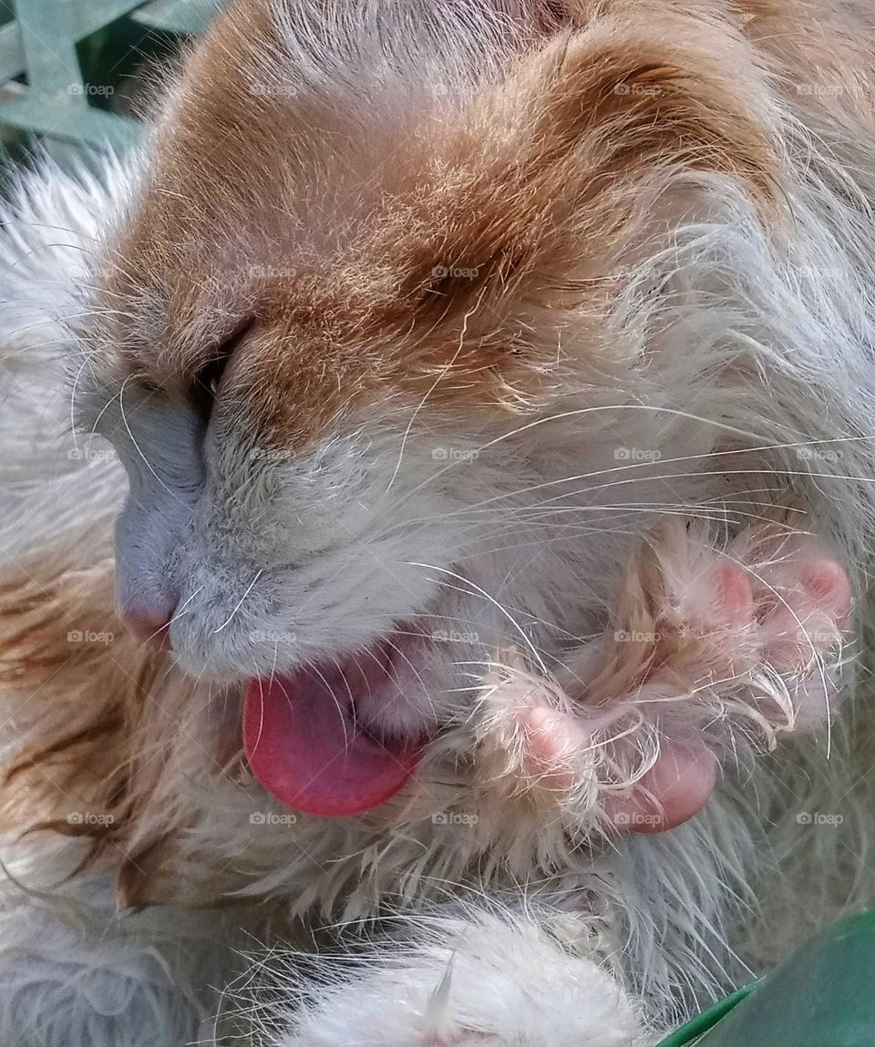 photo of a cat sunbathing