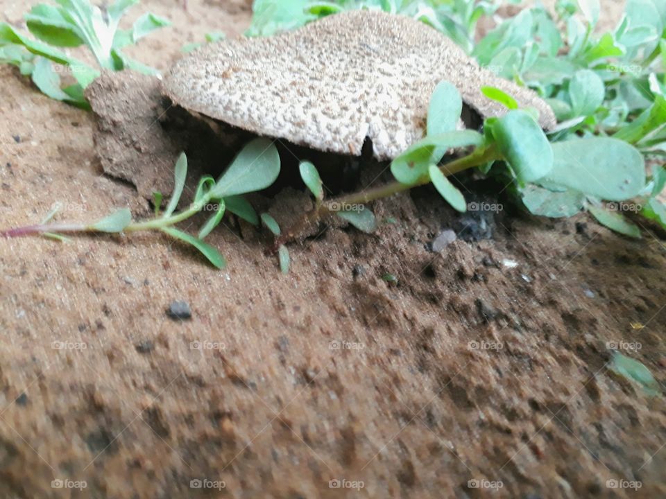 a mushroom magically appear in my garden