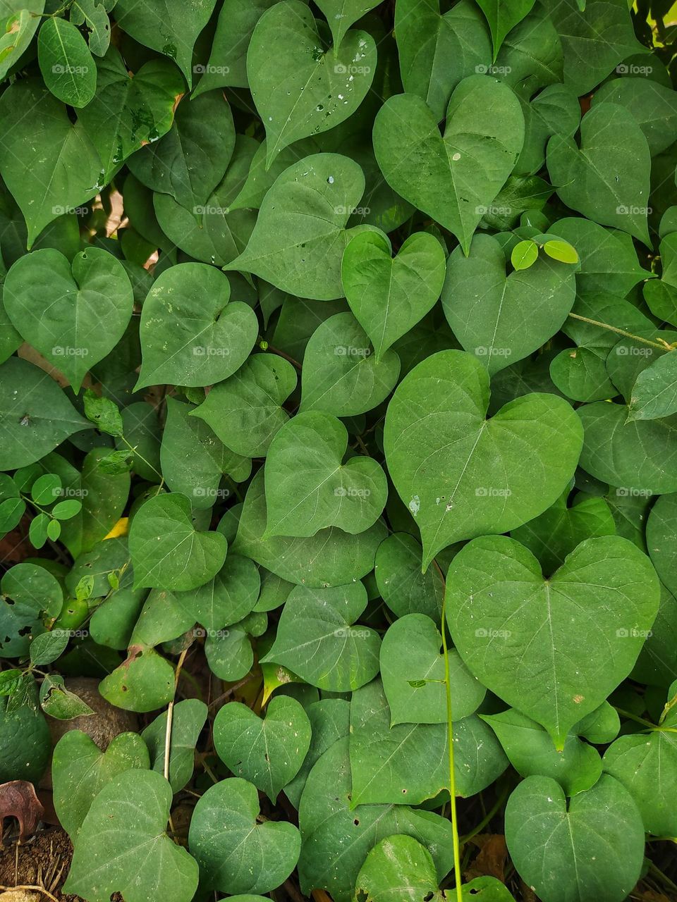 A plant with love-shaped leaves, very beautiful
