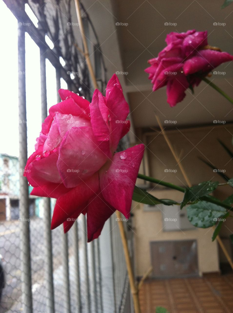 Flower, rose, garden