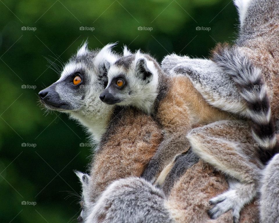 Ring tailed lemurs