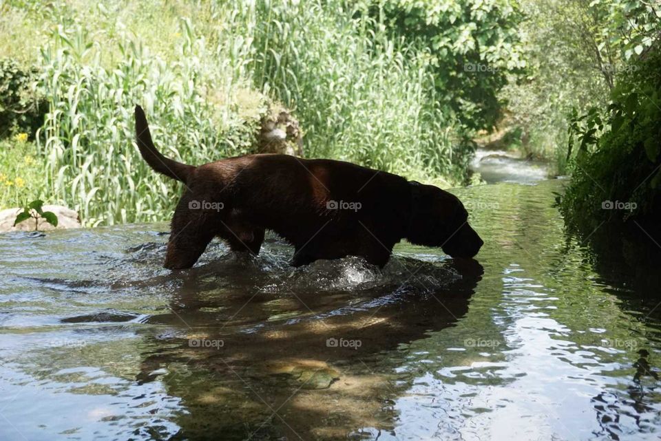 Labrador#dog#lake#nature