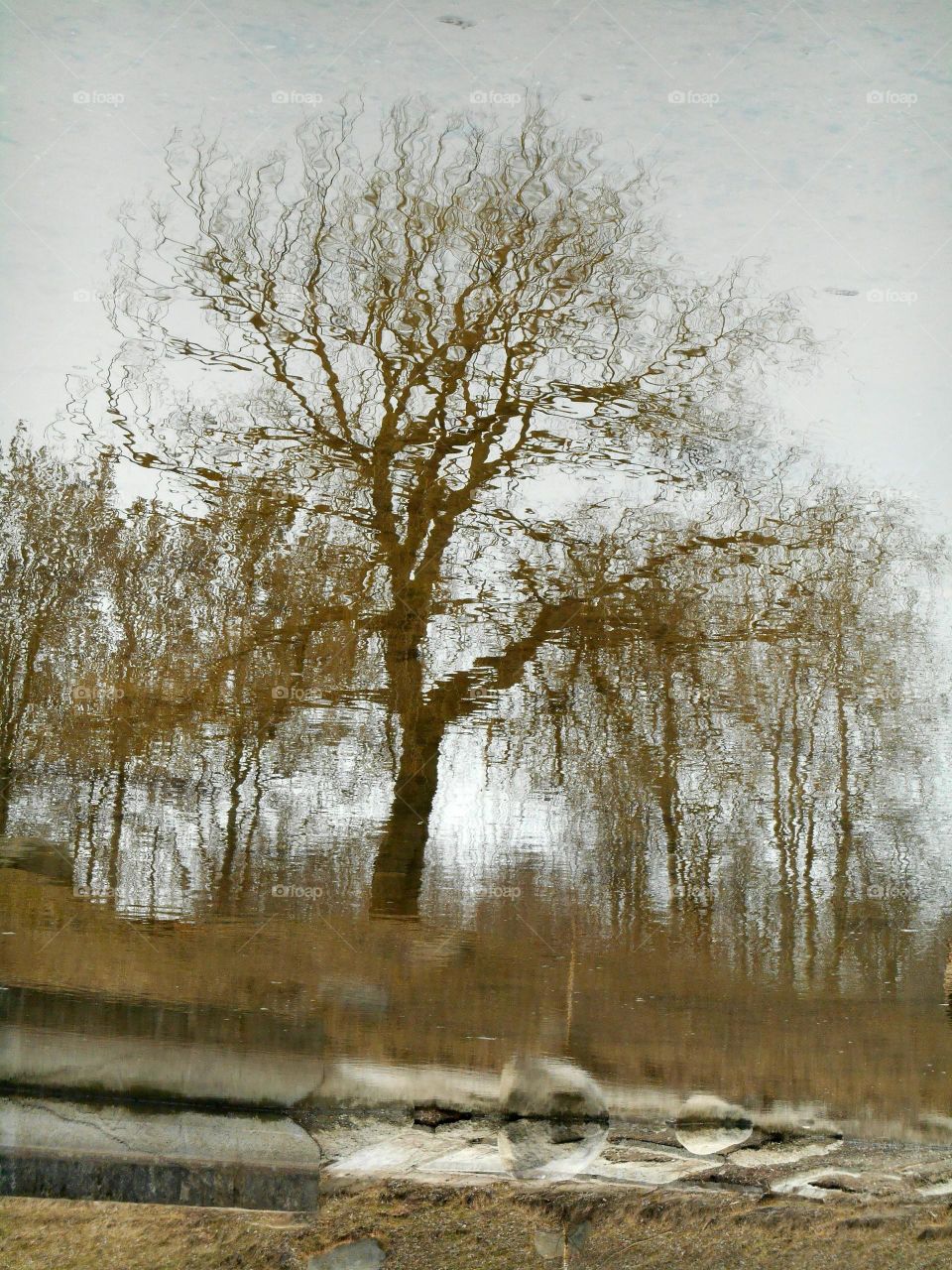 Reflection of trees on water